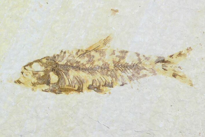 Detailed Fossil Fish (Knightia) - Wyoming #99225
